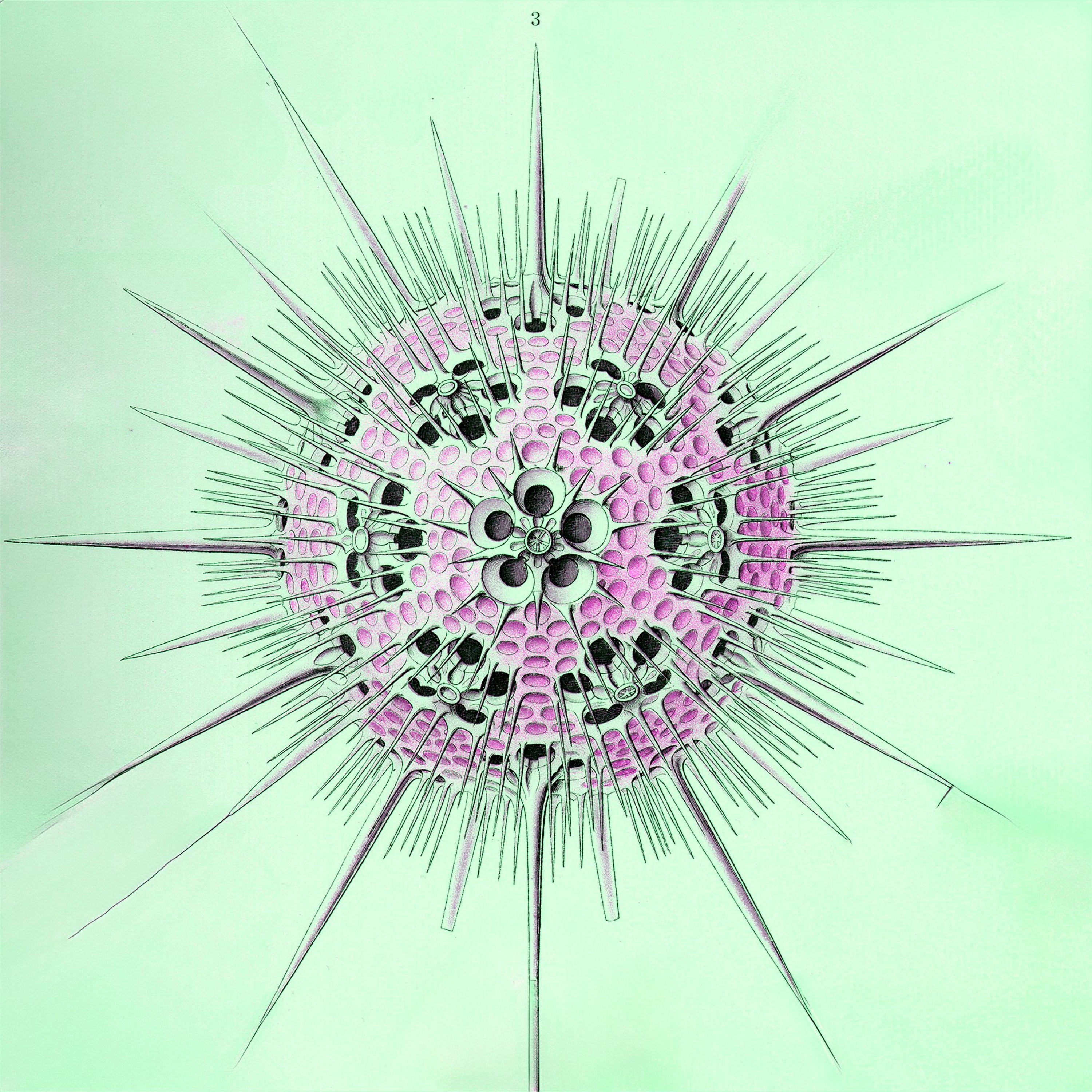 Radiolaria episode artwork