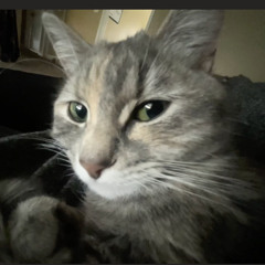 ☢︎LUCID DREAMS☢︎