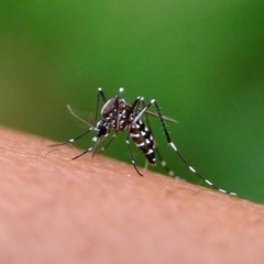 CBD und Nutzhanf als Pestizide gegen Stechmücken?