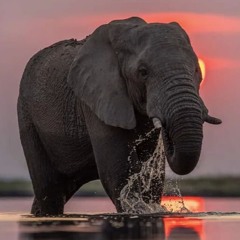 Elephant at Sunset, piano, bass & drums*