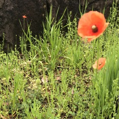 Papaver Rubrum