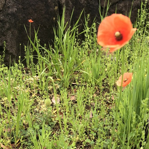 Papaver Rubrum