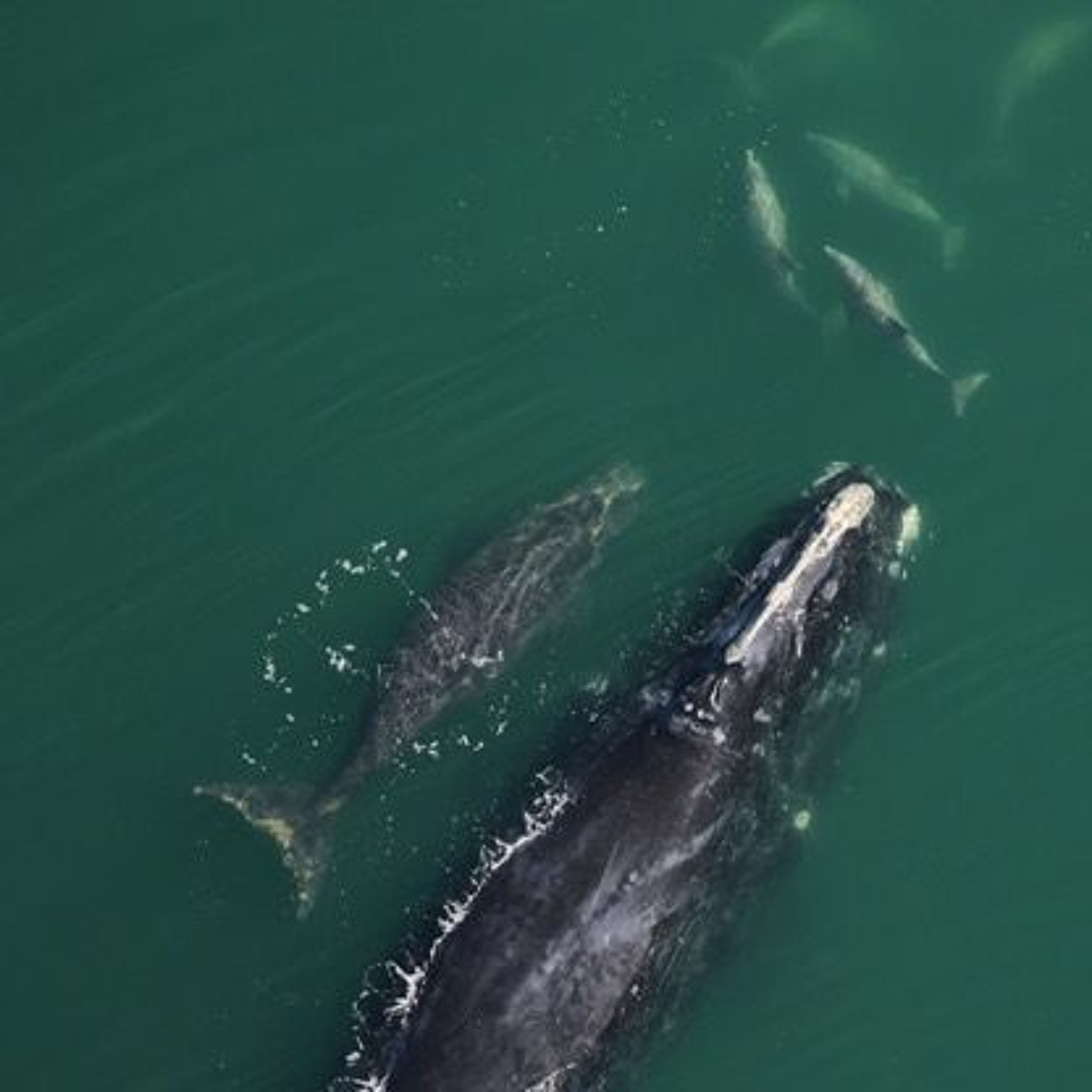 Designing Whale-Safe Lobstering Gear, EV Price War, The Nutmeg’s Curse and more episode artwork