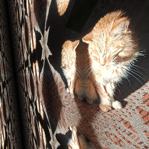 Jonas' infinite sunbath