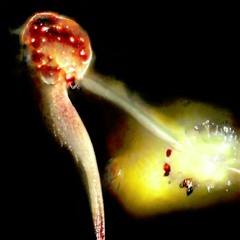 Ophypolyaria