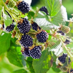 Blackberry - Picking by Seamus Heaney