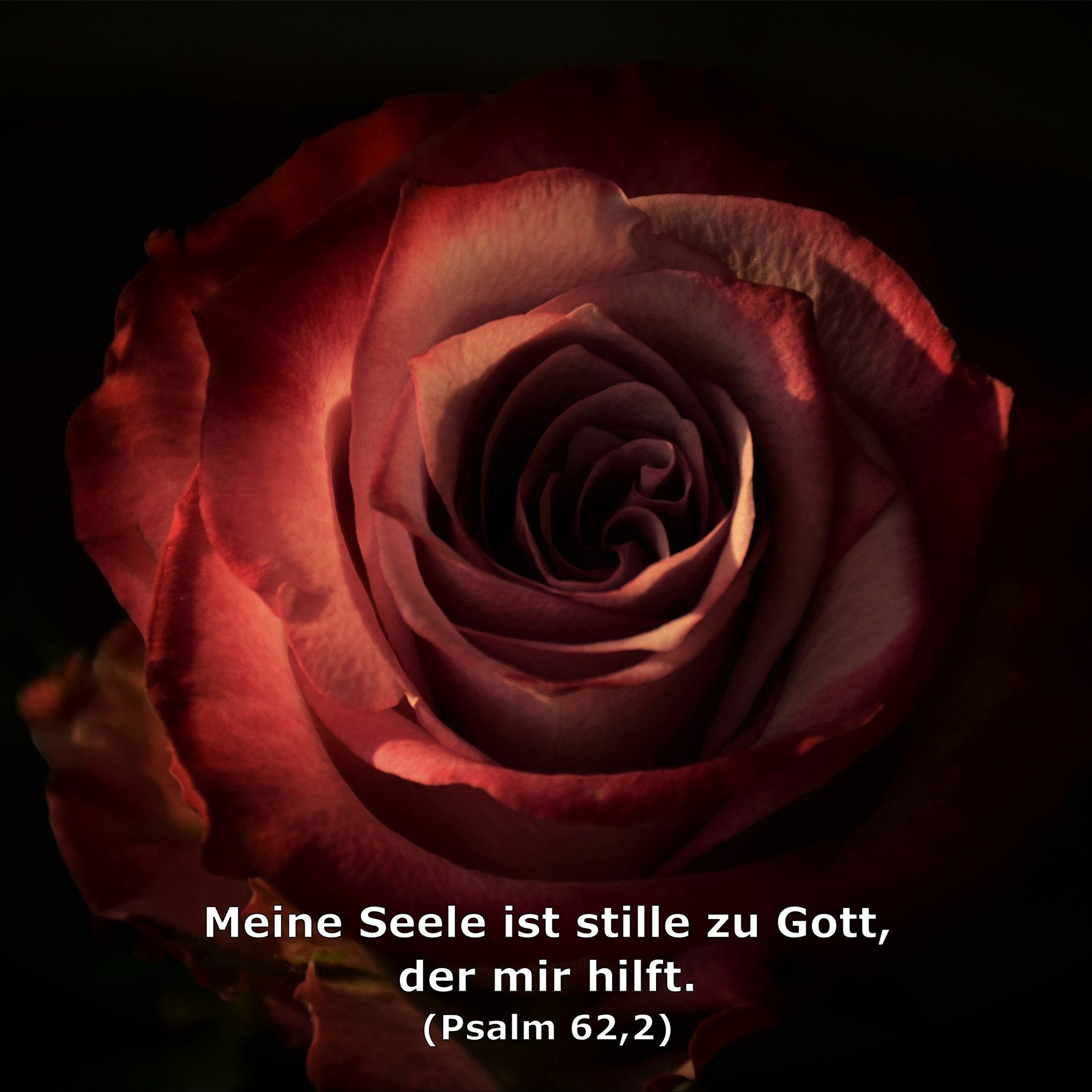In einem Jahr durch die Bibel