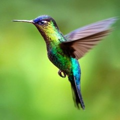 Flight Of The Hummingbird