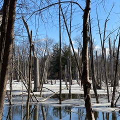 Northern Trails