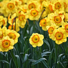 Adrian Scamp says it can take between 15 and 20 years for a new variety of daffodil to be introduced