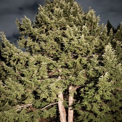 (FREE) MAN - Denzel Curry x Jpegmafia type beat