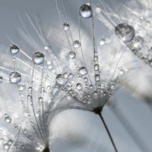 Morning Dew
