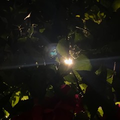 shawty W/ H.O.G.I.†, songjunho