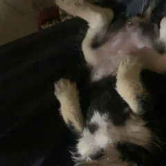 BARKING