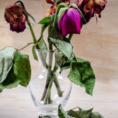 The Bloom Is Off The Rose