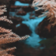 Blue Canopia