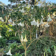 23.09.2025 - Cap. XXIV - Não Coloqueis a Candeia Sob o Alqueire (2)