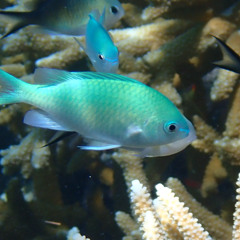 APPROACH OF THE CHROMIS