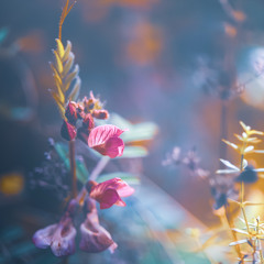 Planet Boelex - Double Standards