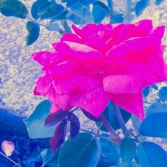 DAMAGED - KOTA'S KALAMITY