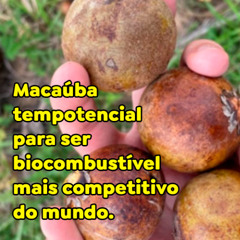 Macaúba tem potencial para ser biocombustível mais competitivo do mundo