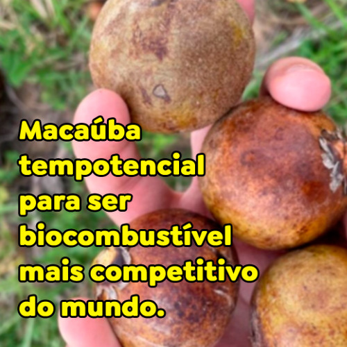 Macaúba tem potencial para ser biocombustível mais competitivo do mundo