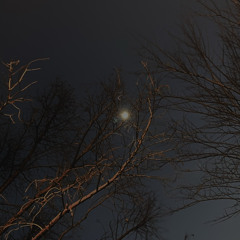 Dove Story (8fleurir)