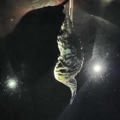 Modulars - Bewildered