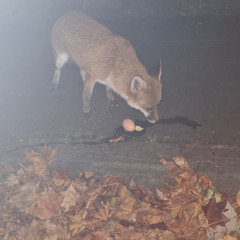 the good egg: 31st March '25