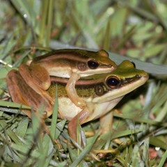 Hylarana erythraea (Common Green Paddy Frog)