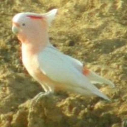 HOBER MALLOW - COOL BIRDS