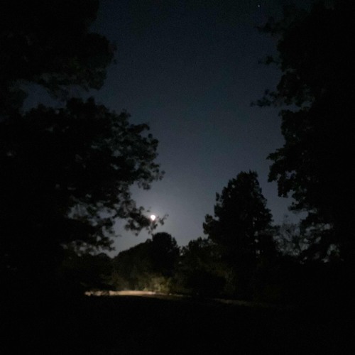 WILDFLOWER (billie eilish cover)