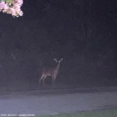 serotonin (reesoo x johnnyfriend)