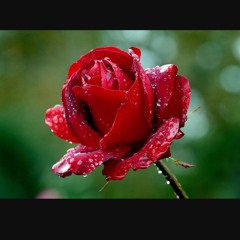 415. made my bed in roses (harding).mp3