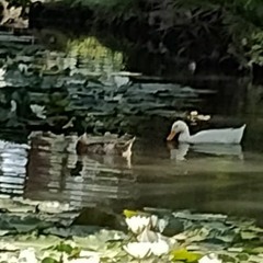 Sobrepienso Mucho - Demo para Imágenes Sepia