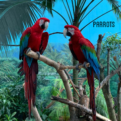 Talking Feathers