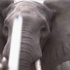 Stop Killing The Elephant And Don't Shoot The Lion - Francis Frazier 1954