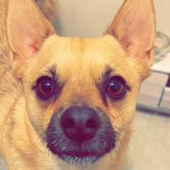 prey - TyB Cherry ft TEERO