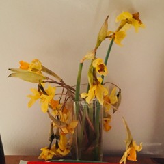 Daffodils