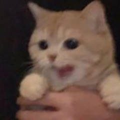 Tò Te Tí - Wren Evans (Remind & Young Puppy cover)