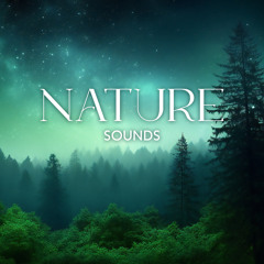 Mystic Forest