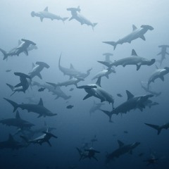 Feeding Frenzy