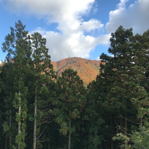 Radio Buttons #90 - Jacob Meehan