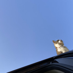 So Sorry Don’t Call Me (feat. Lil Greasy, Yung Man Bake)