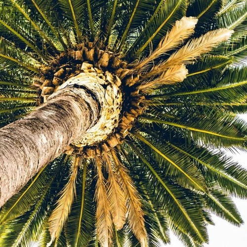 (Leaphorn, background apps FREE DOWNLOAD