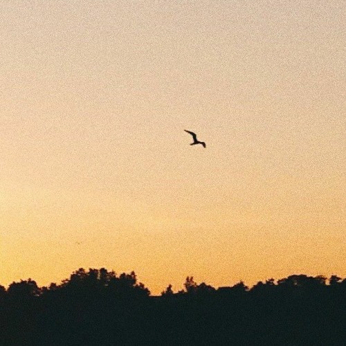 Blackbird