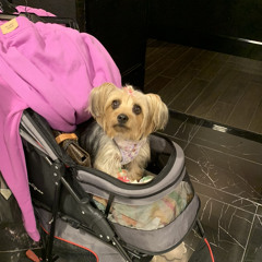 Marge simsim - Wydee