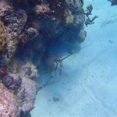 Review Special Price Beginner Scuba Diving Adventure With Videos In Honolulu