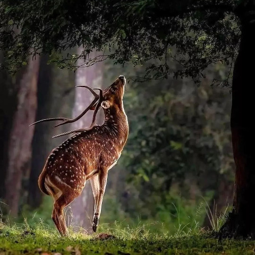 Compassionate Self Care Attunement