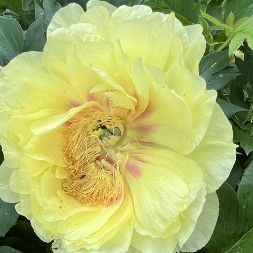 In the Garden with Andre Viette - Peonies - 5/17/25 Hr.2